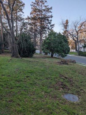 Yard cleaned after fallen tree removed and stump grinded