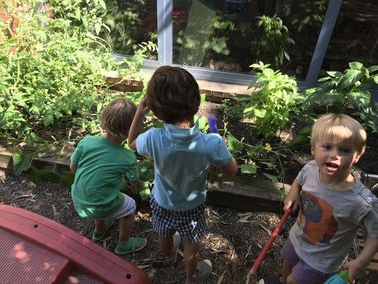 Looking for insects in the vegetable garden!