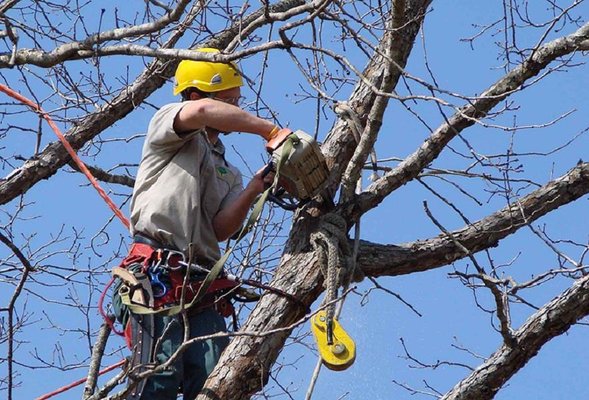 tree trimming