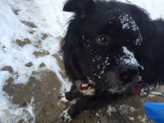 Crosby the snowpup