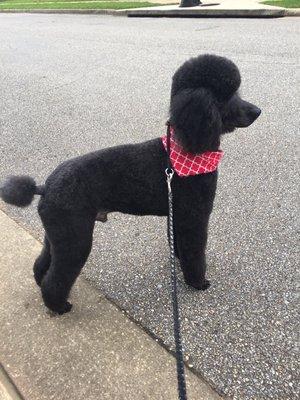 Sadly this boy passed away recently, but Remy was the bomb!  Tim and Jeromy did a great job on this wonderful Standard Poodle.