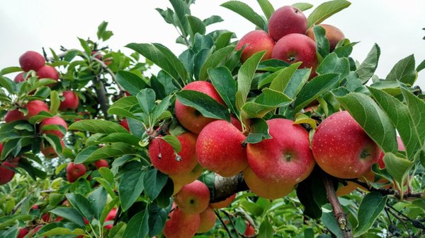 Apple picking in mid-September. We were able to pick gala, Macintosh, and Jonathon varieties as well as Asian pears.