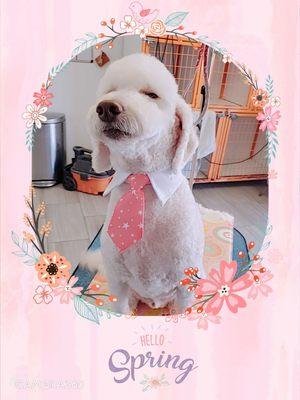 Happydoggrooming