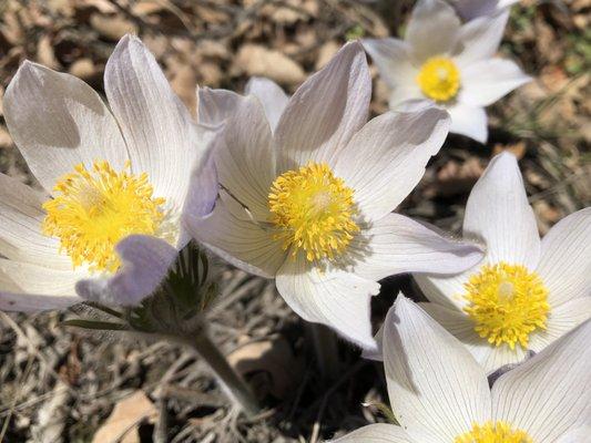 Anemone patens, a toxic but medicinal plant, usually the first to bloom in early spring.