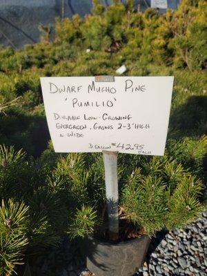 Dwarf pine