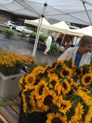 Sun flowers great potted plants