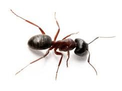 Pesky ants. We are the exterminator for your ant problems.