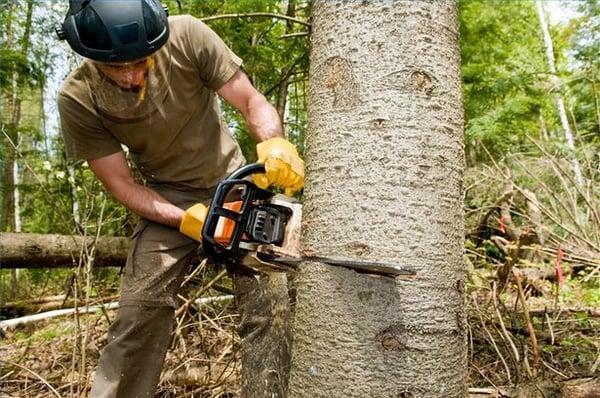 Pawleys Island Tree Service