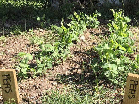 A garden with peas, beans, tomatoes and lavender.