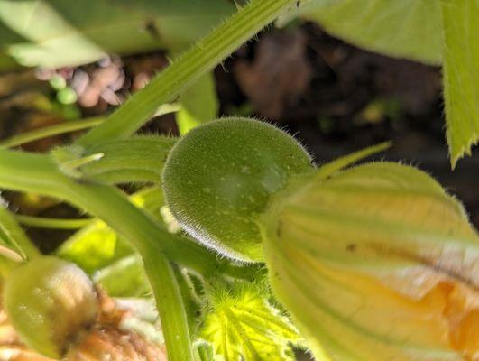 growing pumpkins in the garden