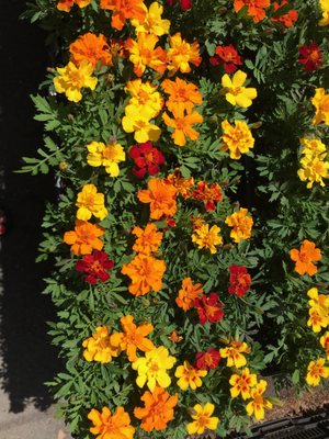 Flats of marigolds delivered to the doorstep!