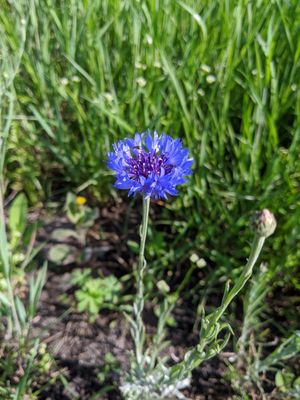 Wild flowers