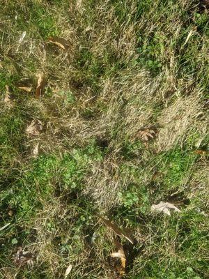 Weeds and sparse grass