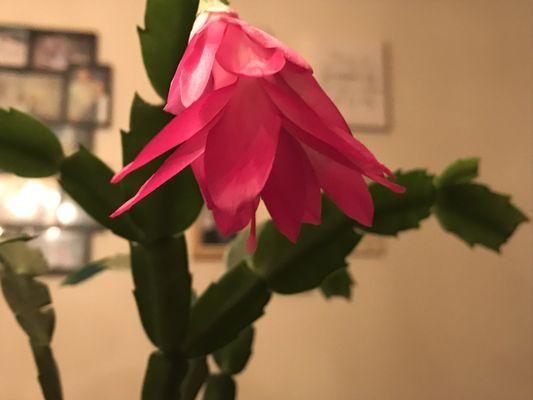 My Christmas Cactus