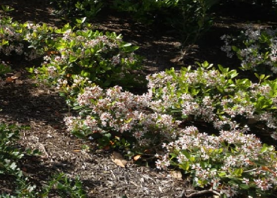 Flower Beds can be fun, make sure yours lasts year around