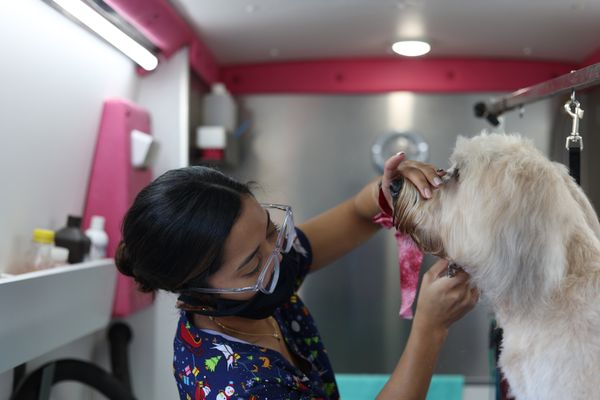 Coco's Mobile Grooming