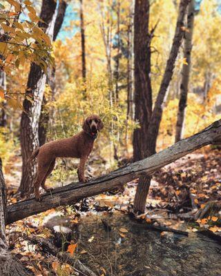 Poodle showing off her Place skills