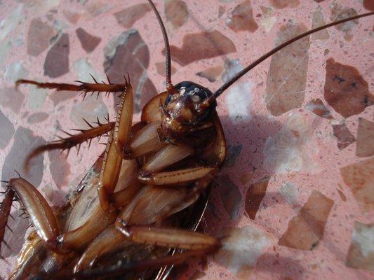 We think the best kind of roach is a dead one