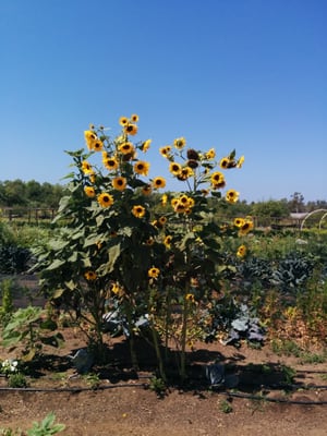 Sunflowers