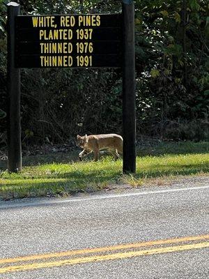 O'Bannon Woods State Park has serious wildlife