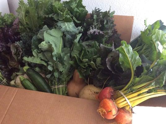 Second CSA box. Not shown are three kinds of winter squash, water melon, carrots, tomatoes, peas and peppers, minus cauliflower