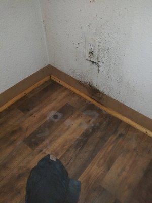 Mold on the wall and floor board. White stains on floor