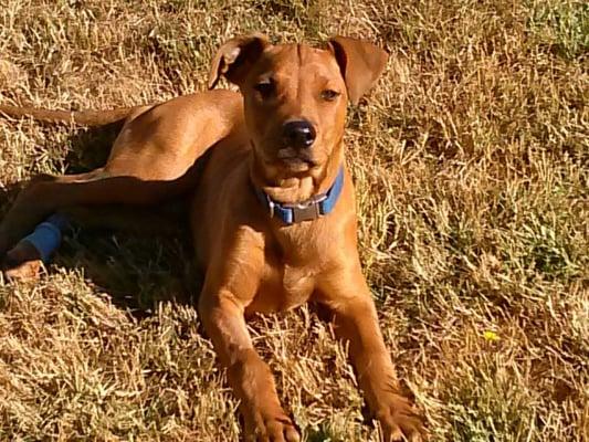 Barney one of many homed orphans!