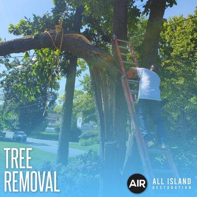 Tree Removal