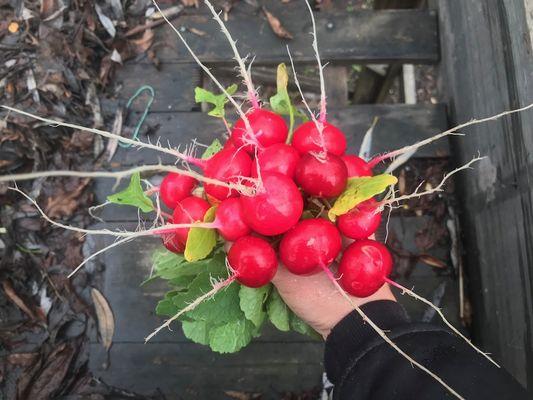 Gorgeous cherry red radishes grown in pots! Angela's Gardens can get your vegetable garden up and growing!