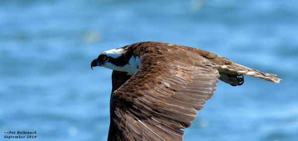 An Osprey flying past the boat