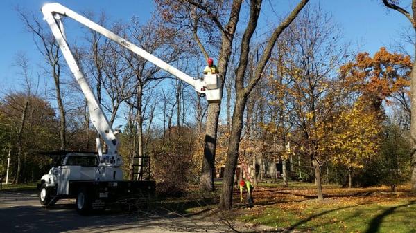 Nelson Tree Care