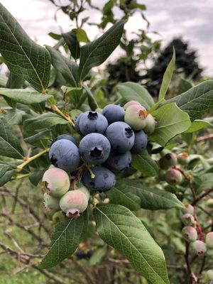 Blueberries ripe and unripened.