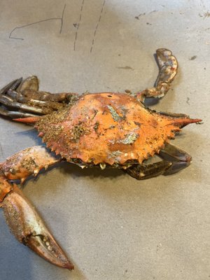 Large, male, blue steamed Crab