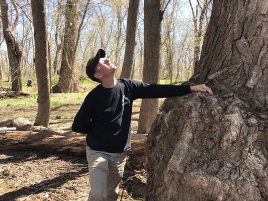 Checking out Black walnut tree