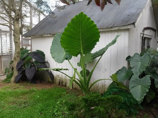 Countryside Garden Aquatics