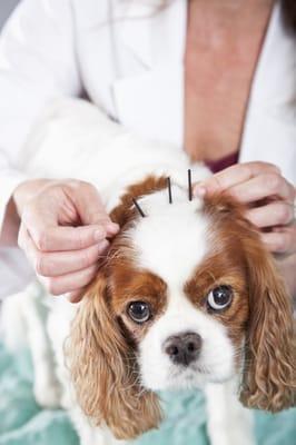 Tranquil Paws Veterinary -Acupuncture, Herbal, Laser