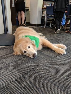 Our friendly office dog keeps students company.