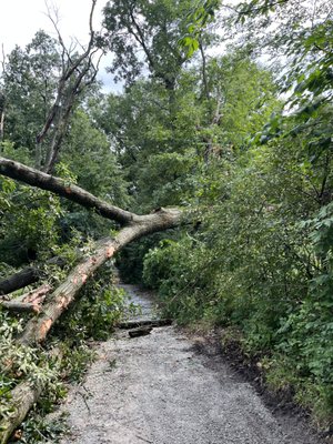 This fallen tree was blocking the customers driveway.