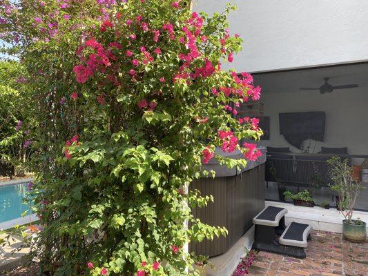 Back patio after with new trellis and bougainvillea camouflaging the hot tub