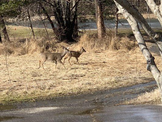 Deer wishing they could play