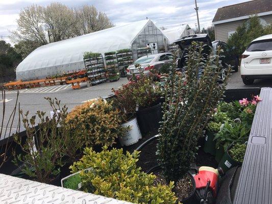 New ornamental Shrubs and perennials ready to be planted