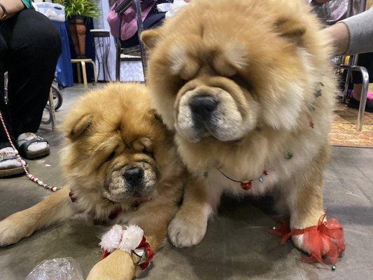 At the AKC show in Orlando, FL 12/2019 Chow chow!!