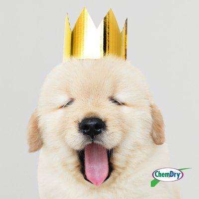 Let your pets feel like royalty with Ace Chem-Dry's pet odor and removal treatment. No masking the smell just fresh, clean ca...