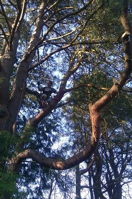 Pine pruning, Burien, WA