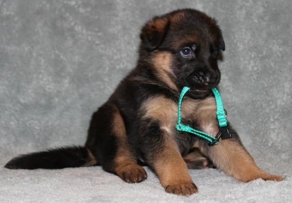 Xena and Karson 2014 Litter, Turquoise Collar  SOLD