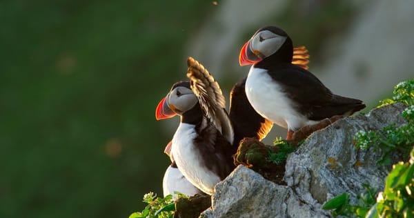 Puffins | Photo by A. Helgestad