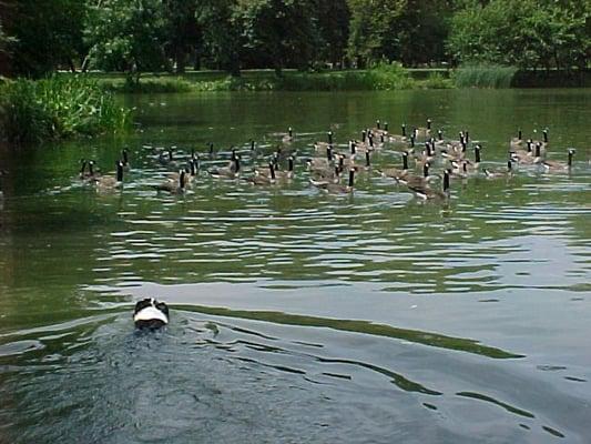 Trained Border Collie swimming after geese