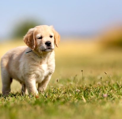 Saginaw Animal Shelter