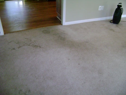 Before Everette Carpet cleaned the carpet