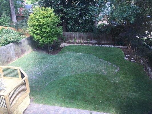 Look past the old grass mixed with the new sod. Months later now and it blends. Now our huge yard!